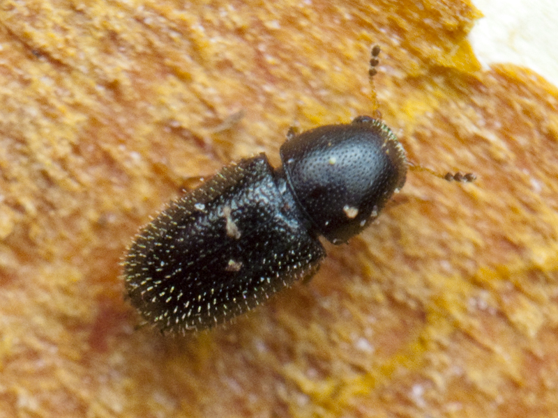 Sulcacis nitidus (Fabricius, 1792)